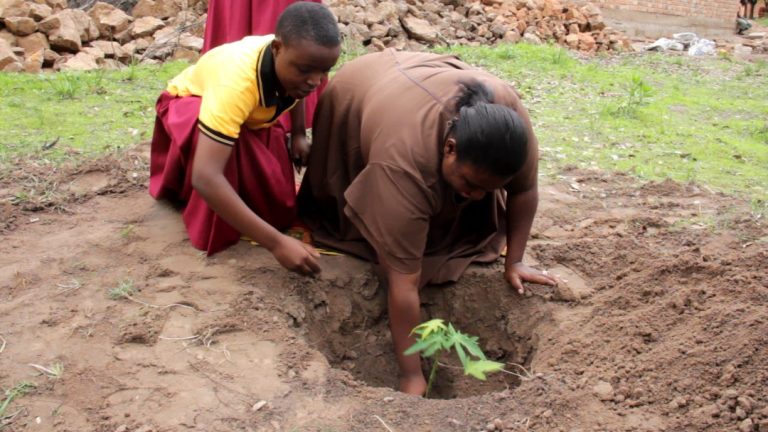 NSIMBO WANAPANDA MITI YA MATUNDA KUPIGA VITA UDUMAVU