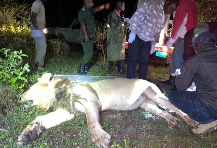 SIMBA DUME AKAMATWA KIJIJI CHA BUKORE SERENGETI