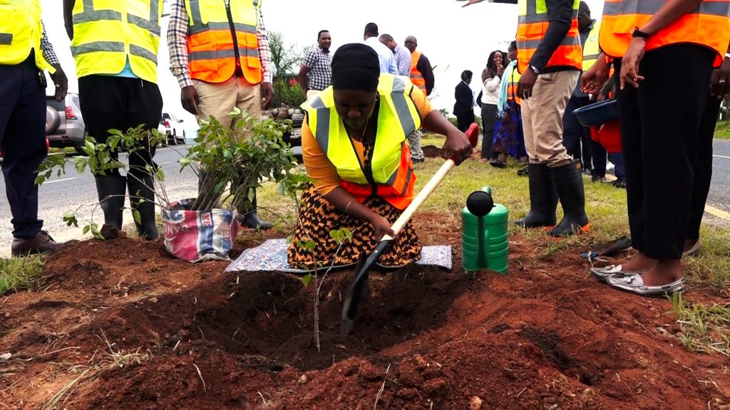 TANROADS YATEKELEZA AGIZO LA WAZIRI BASHUNGWA LA KUPANDA MITI MAENEO YA BARABARANI