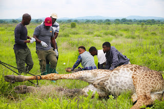 TAWIRI NA MUENDELEZO WA TAFITI UGONJWA WA TWIGA ULIOATHIRI ASILIMIA 62 YA TWIGA KATIKA HIFADHI YA TAIFA RUAHA