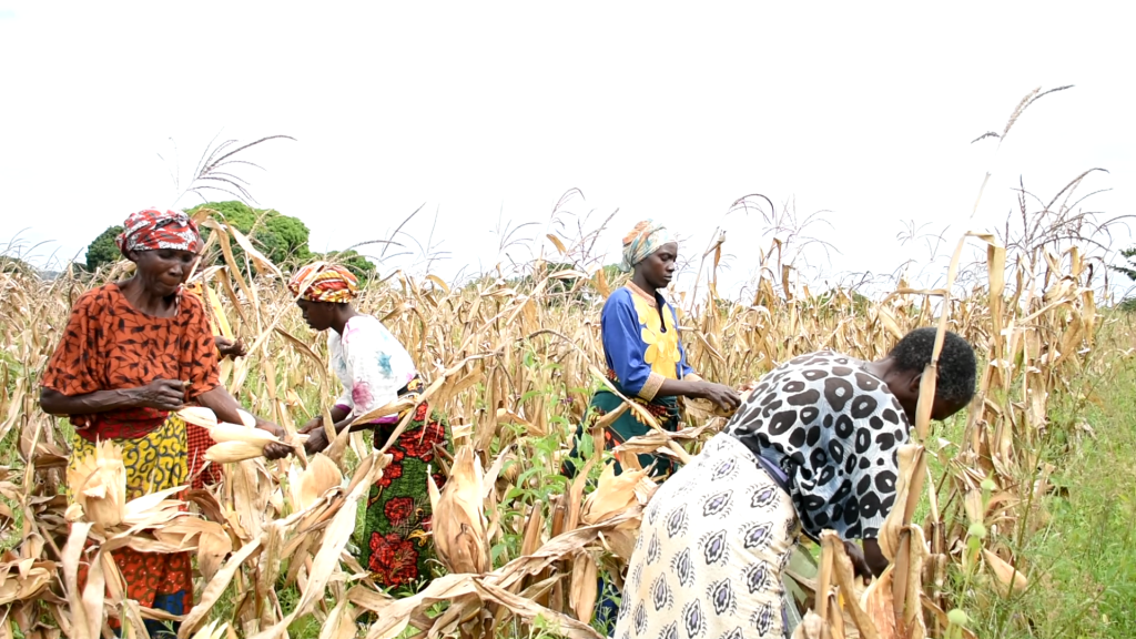 WALENGWA WA TASAF WANUFAIKA NA KILIMO MKOANI TABORA