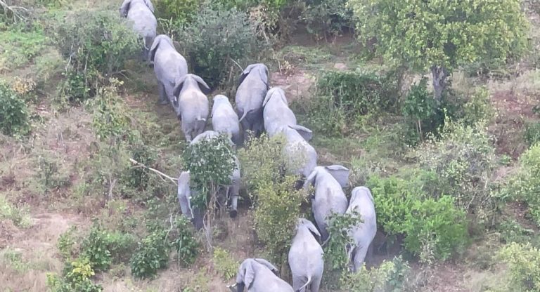 MAKUNDI MATANO YENYE TEMBO 43 YAONDOLEWA KWENYE MAENEO YA WATU MBARALI.