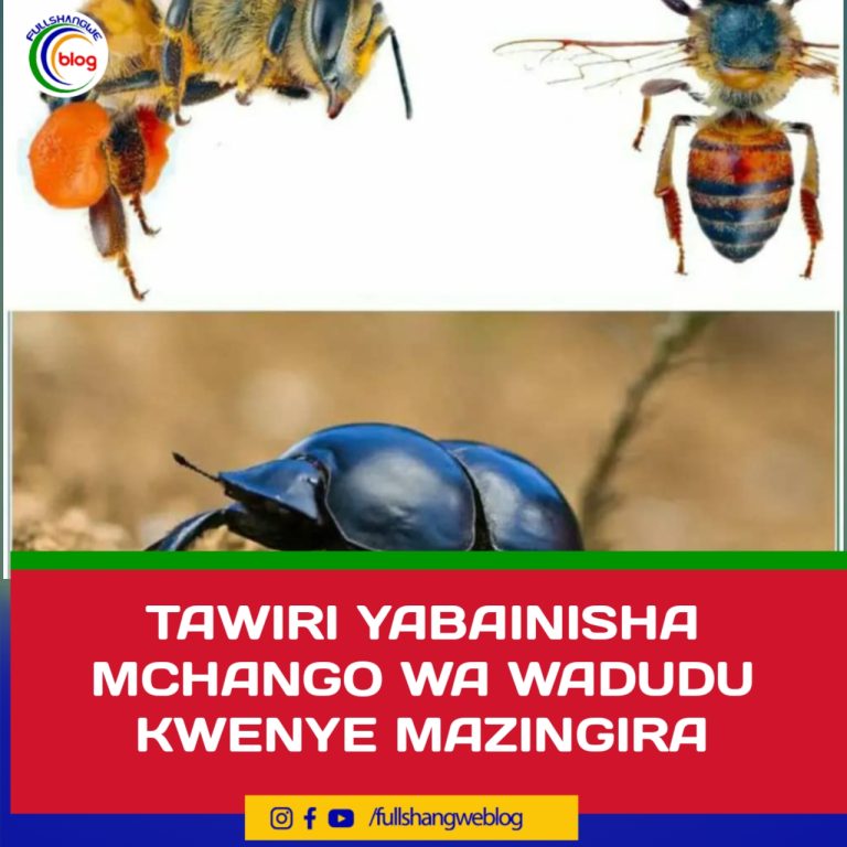TAWIRI YABAINISHA MCHANGO WA WADUDU KWENYE MAZINGIRA