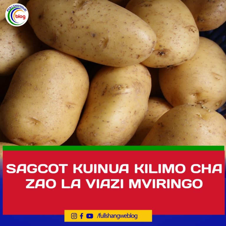 SAGCOT KUINUA KILIMO CHA ZAO LA VIAZI MVIRINGO