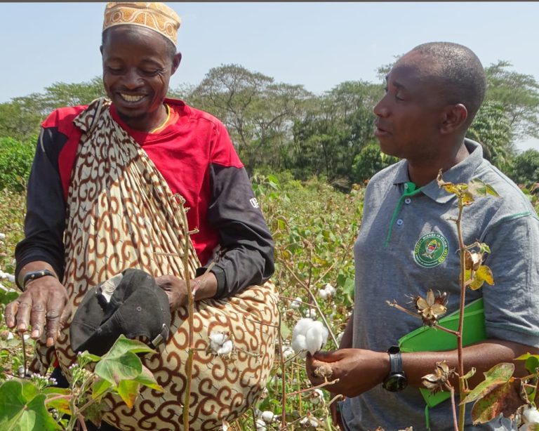 TEKNOLOJIA YA NAFASI MPYA YA UPANDAJI WA ZAO LA PAMBA YAONGEZA TIJA NA KIPATO KWA WAKULIMA.