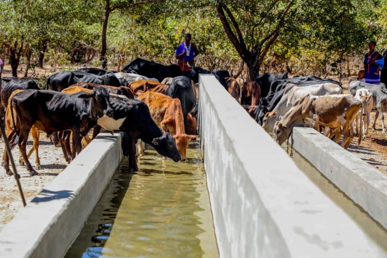 REGROW YAWA NEEMA MANIENGA MBARALI MBEYA.