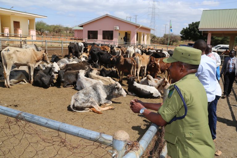WANNE WAKAMATWA WAKITOROSHA MIFUGO 70 KWA NJIA ZA PANYA ROAD LONGIDOI