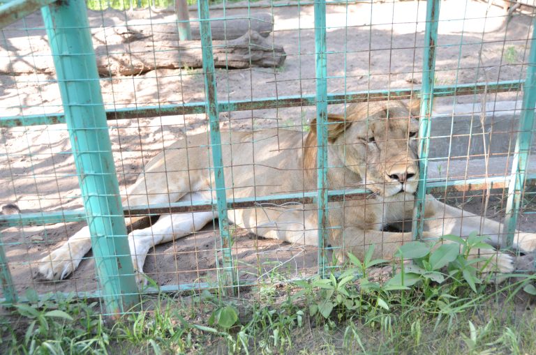 WANANCHI SONGEA WAIOMBA SERIKALI KUBORESHA BUSTANI YA WANYAMAPORI RUHILA