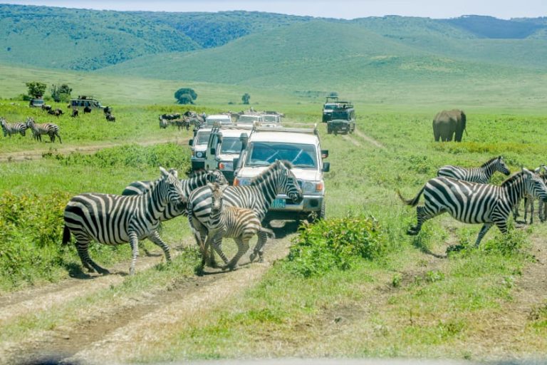 SULUHU YA KUDUMU YA MIMEA VAMIZI NGORONGORO KUPATIKANA