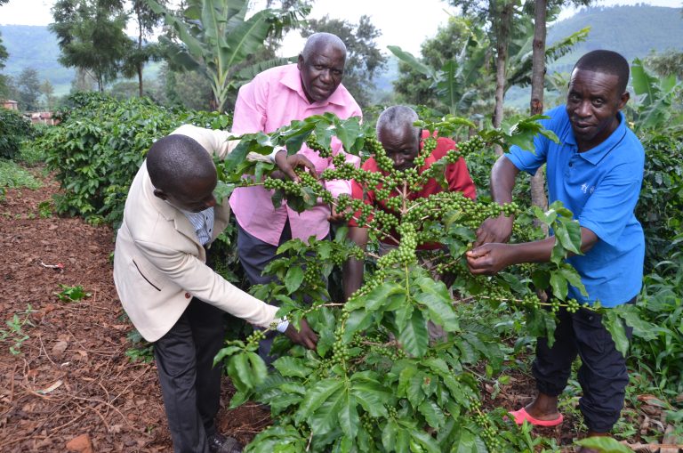 WAKULIMA WA KAHAWA KATA UA UTIRI WAZALISHA KAHAWA TANI 105,986 ZA KAHAWA