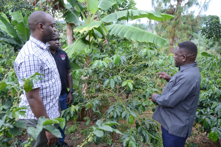 MBIFACU WAMSHUKURU RAIS SAMIA KUTEKELEZA MPANGO WA KUTOA MBOLEA ZA RUZUKU KWA ZAO LA KAHAWA
