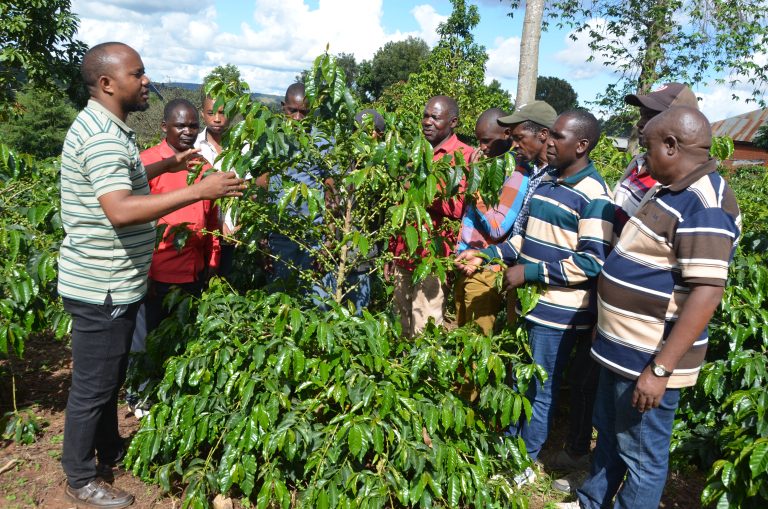 WAKULIMA WA KAHAWA KIJIJI CHA NYONI WAFURAHIA MBOLEA ZA RUZUKU,WASEMA ZIMESAIDIA KUHAMASISHA VIJANA WENGI KUJIKITA NA KILIMO CHA ZAO HILO