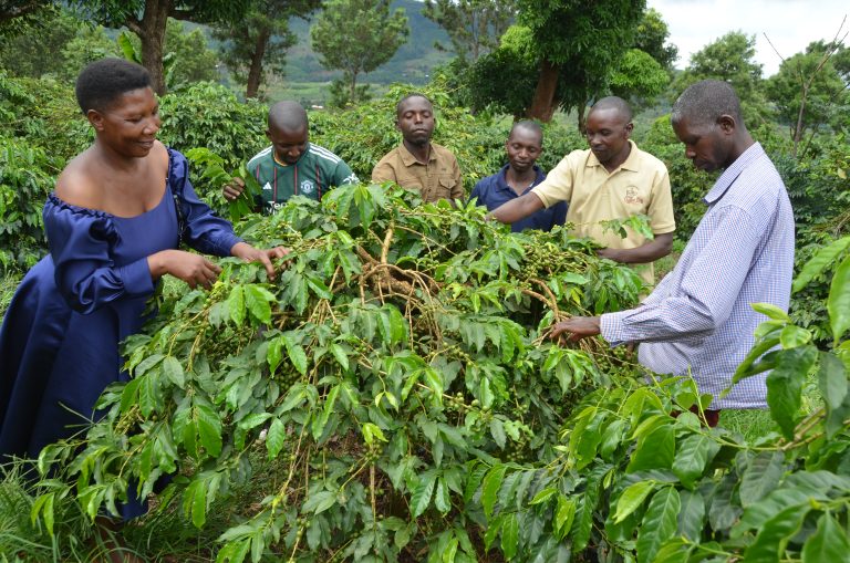 WAKULIMA KINGERIKITI WAIFURAHI KUPANDA KWA BEI YA KAHAWA