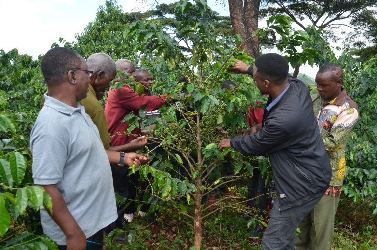 WAKULIMA WA KAHAWA KATA YA KIKOLO NA KIHUNGU WAIOMBA SERIKALI KUDHIBITI WAFANYABIASHARA WANAONUNUA KAHAWA ZA MAGENDO