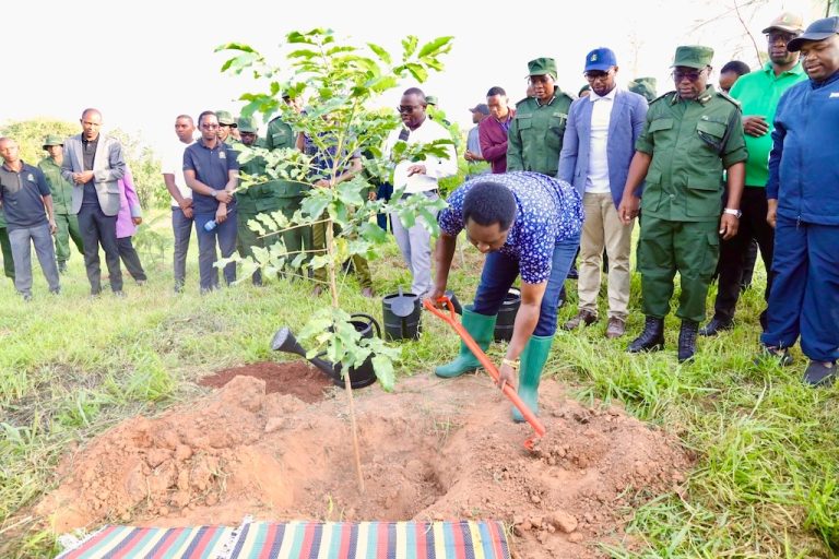 KUMBUKIZI YA SIKU YA KUZALIWA YA RAIS SAMIA YATIA CHACHU KAMPENI YA UPANDAJI MITI   