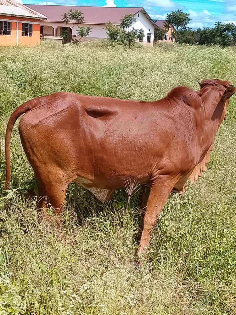 WEZI WAWILI WA NG’OMBE JELA SIMANJIRO 