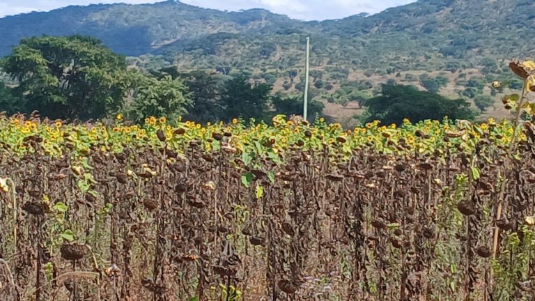 KUTOKA GUNIA MBILI HADI GUNIA 12 KWA HEKA MOJA NA JINSI RUAHA MILLING INAVYOAMSHA MAPINDUZI YA KILIMO CHA ALIZETI IRINGA