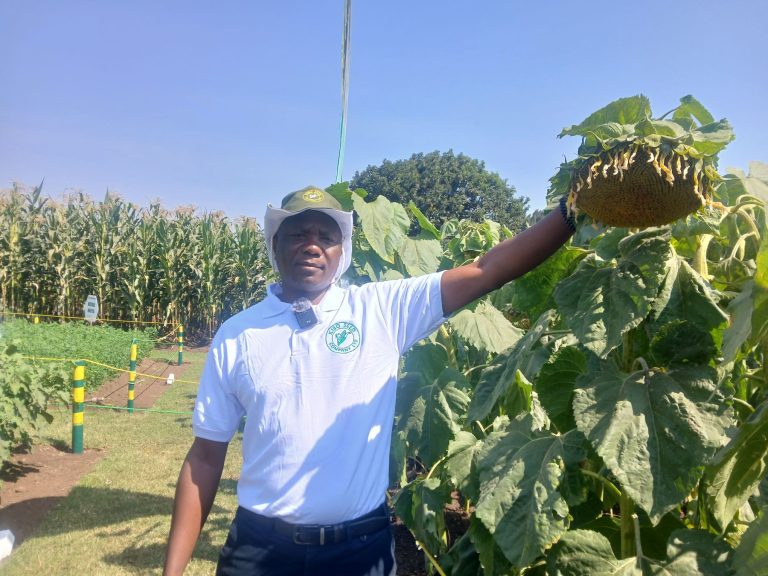 WAKULIMA KANDA YA KASKAZINI WATAKIWA KUTEMBELEA BANDA LA KAMPUNI YA KIBO SEED CO .LTD NANENANE KUJIFUNZA KUHUSU MBEGU BORA