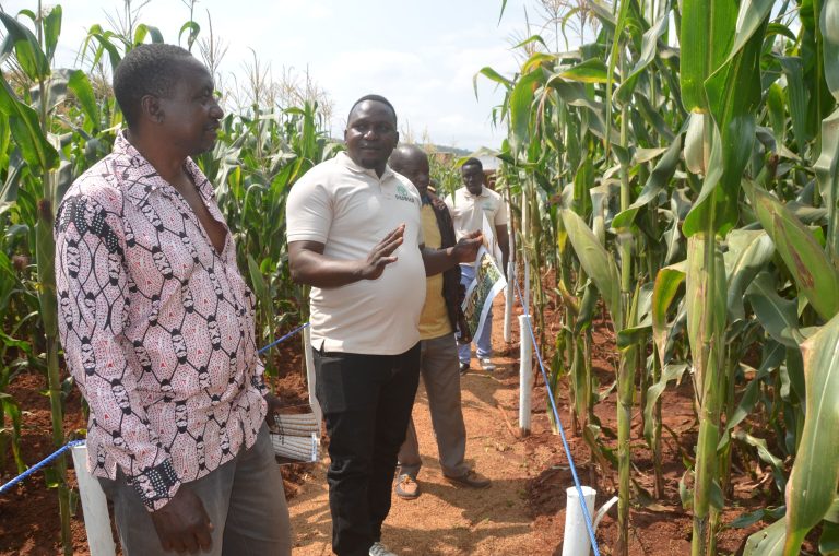 WAKULIMA WA RUVUMA, LINDI NA MTWARA WAHIMIZWA KUTUMIA MBEGU BORA ZA PANNAR NA PIONEER KUONGEZA MAVUNO