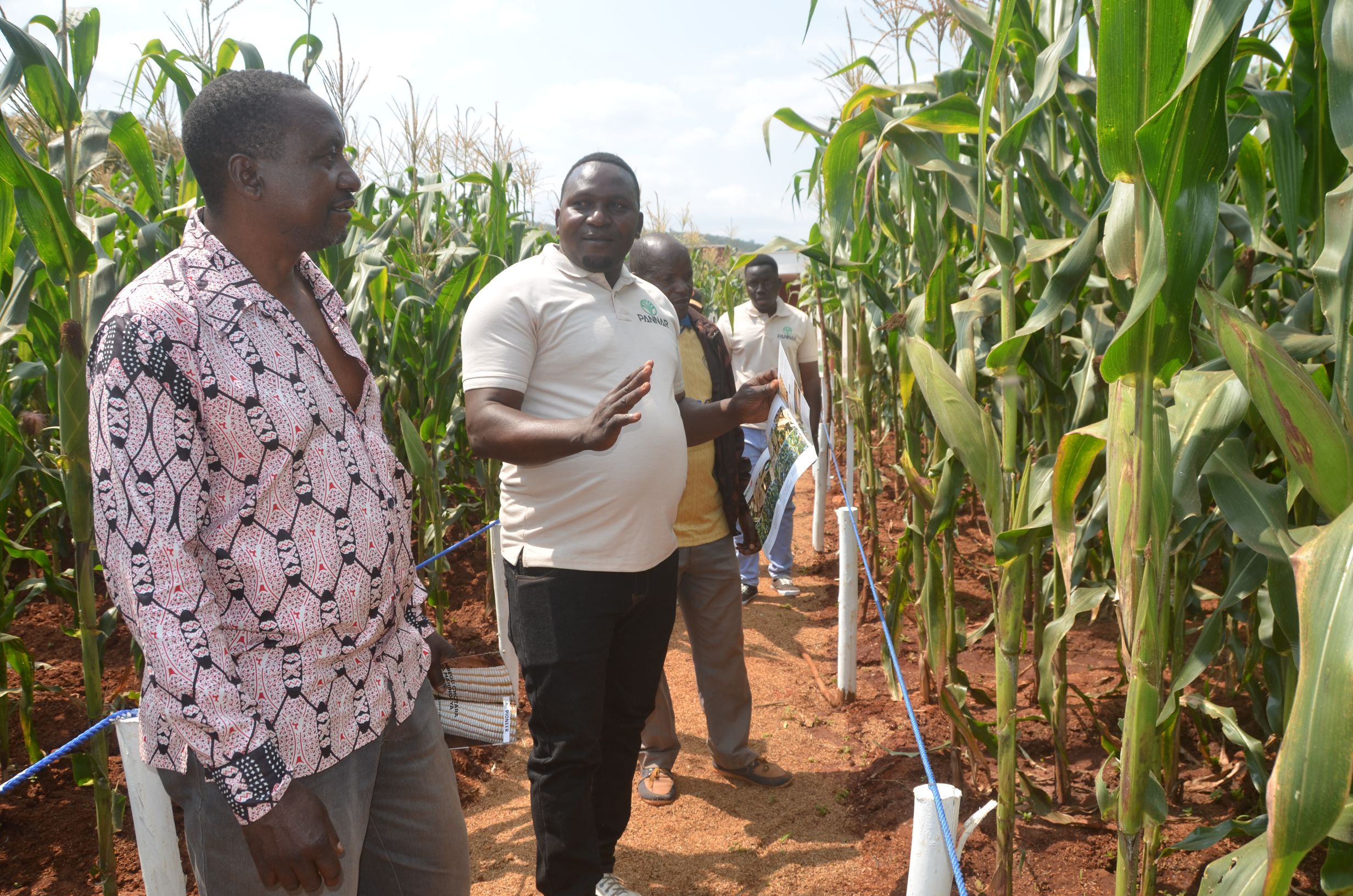 WAKULIMA WA RUVUMA, LINDI NA MTWARA WAHIMIZWA KUTUMIA MBEGU BORA ZA PANNAR NA PIONEER KUONGEZA MAVUNO