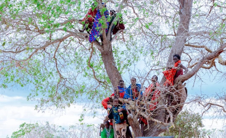 WAPANDA JUU YA MTI KITETO KUMUONA OLE LEKAITA