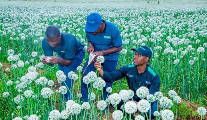 TOSCI YAENDELEA KUTHIBITI UBORA WA MBEGU MANYARA